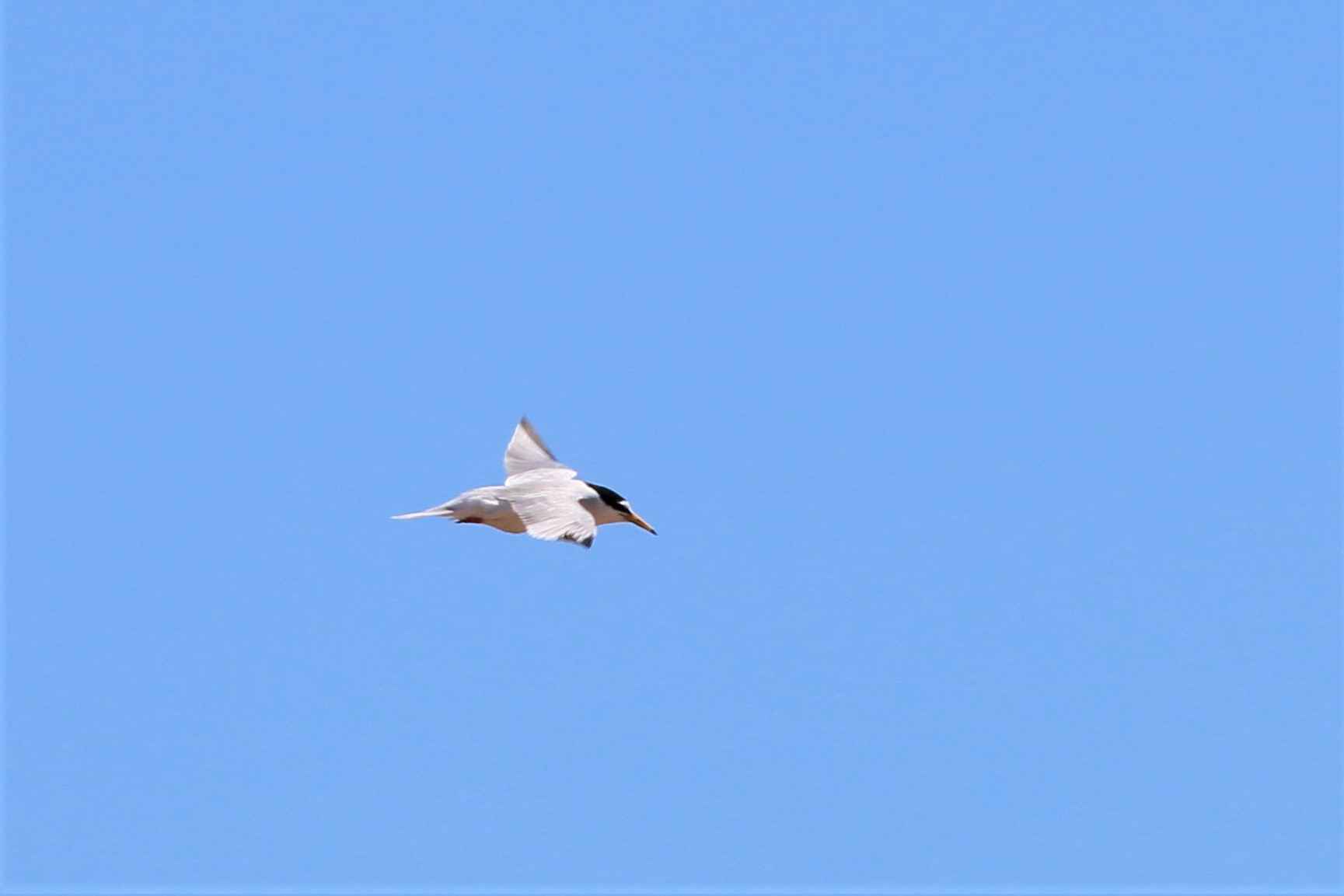 Little Tern